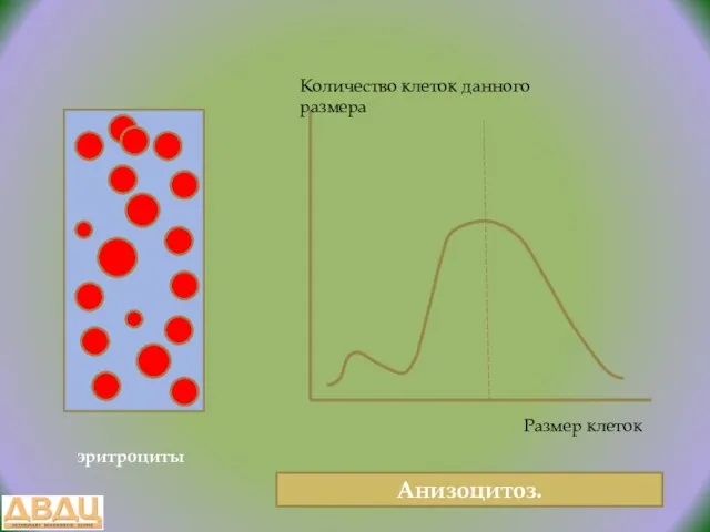 эритроциты Размер клеток Количество клеток данного размера Анизоцитоз.