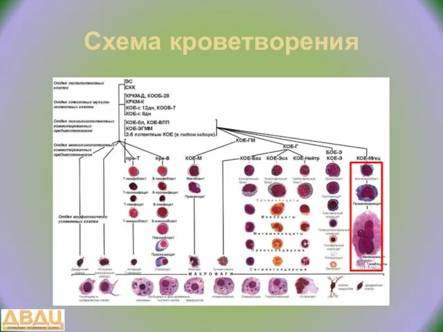 Схема кроветворения