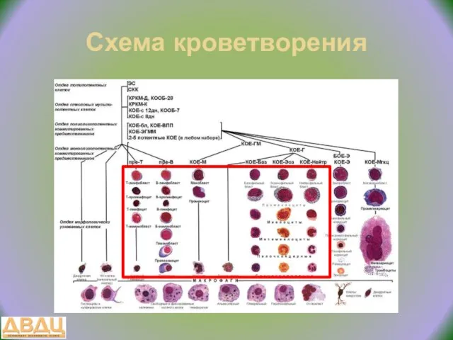 Схема кроветворения