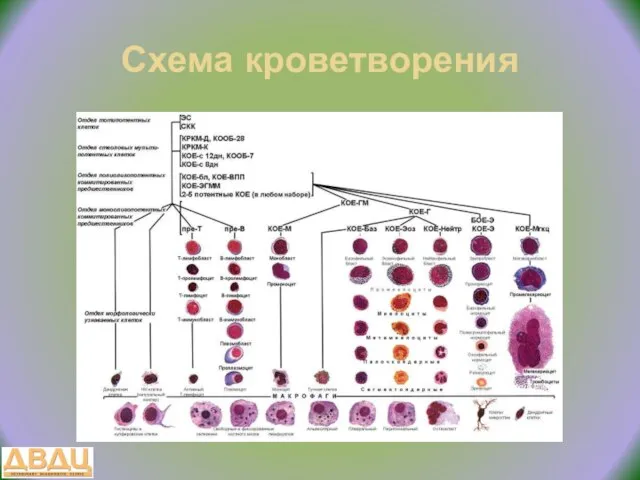 Схема кроветворения