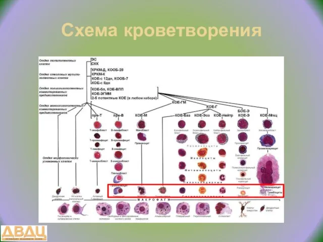 Схема кроветворения