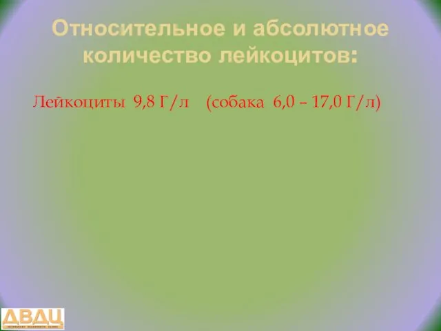 Относительное и абсолютное количество лейкоцитов: Лейкоциты 9,8 Г/л (собака 6,0 – 17,0 Г/л)