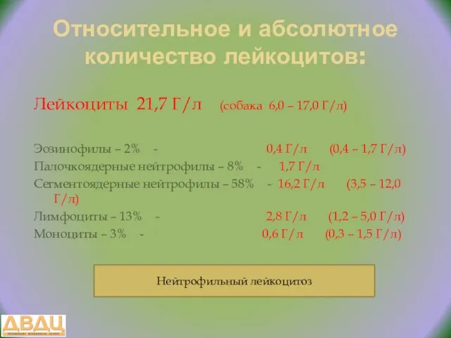 Относительное и абсолютное количество лейкоцитов: Лейкоциты 21,7 Г/л (собака 6,0 –