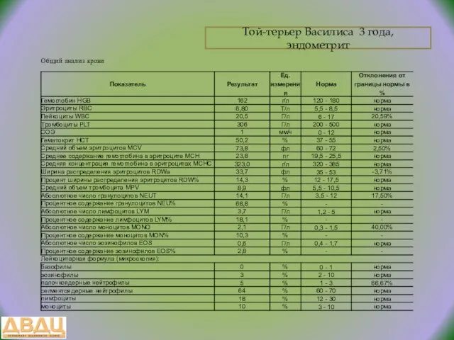 Той-терьер Василиса 3 года, эндометрит