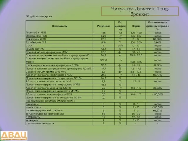 Чихуа-хуа Джастин 1 год, бронхит