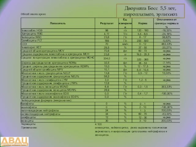 Дворняга Босс 5,5 лет, пироплазмоз, эрлихиоз