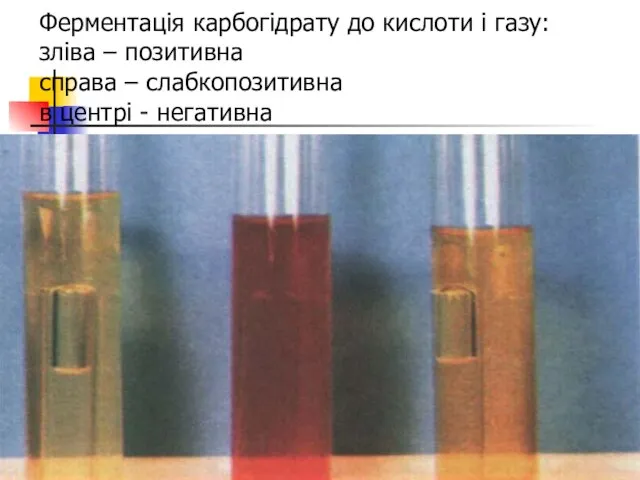 Ферментація карбогідрату до кислоти і газу: зліва – позитивна справа – слабкопозитивна в центрі - негативна