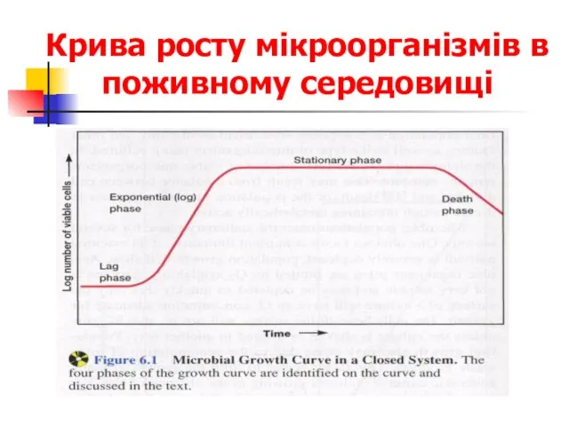 Крива росту мікроорганізмів в поживному середовищі