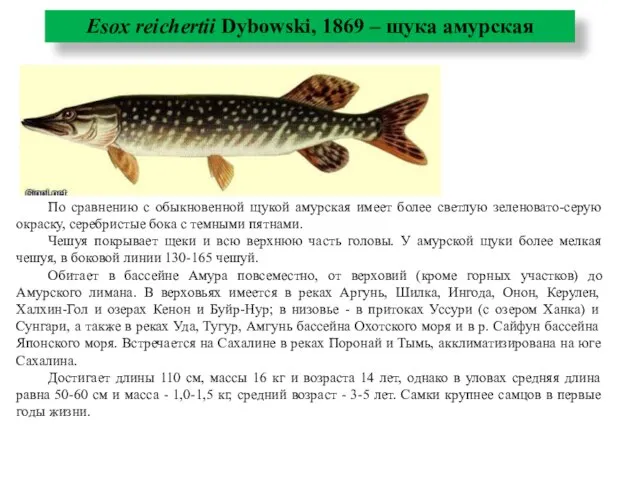 Esox reichertii Dybowski, 1869 – щука амурская По сравнению с обыкновенной