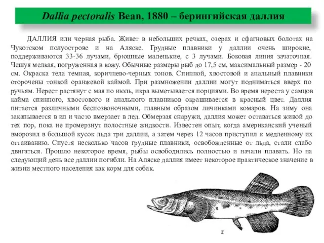 ДАЛЛИЯ или черная рыба. Живет в небольших речках, озерах и сфагновых