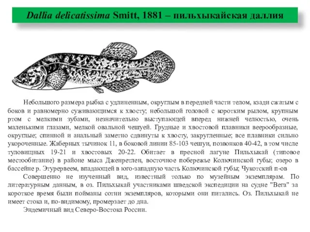 Dallia delicatissima Smitt, 1881 – пильхыкайская даллия Небольшого размера рыбка с