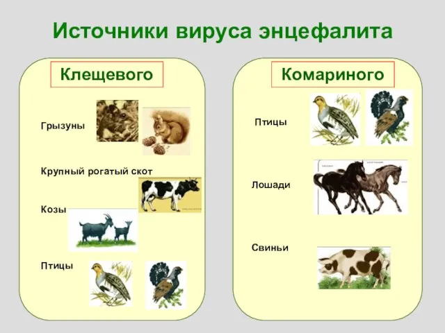 Источники вируса энцефалита Клещевого Комариного Грызуны Крупный рогатый скот Козы Птицы Птицы Лошади Свиньи