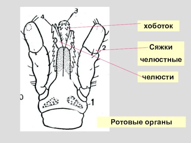 хоботок Сяжки челюстные челюсти Ротовые органы