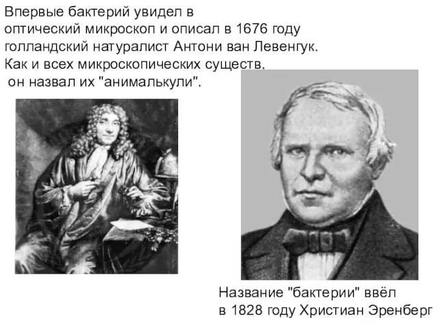 Впервые бактерий увидел в оптический микроскоп и описал в 1676 году