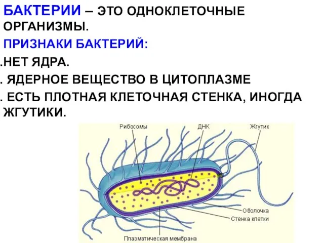 БАКТЕРИИ – ЭТО ОДНОКЛЕТОЧНЫЕ ОРГАНИЗМЫ. ПРИЗНАКИ БАКТЕРИЙ: НЕТ ЯДРА. ЯДЕРНОЕ ВЕЩЕСТВО