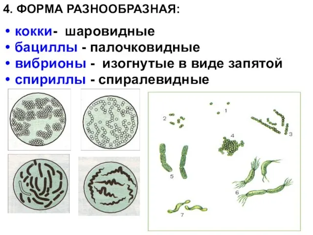 кокки- шаровидные бациллы - палочковидные вибрионы - изогнутые в виде запятой