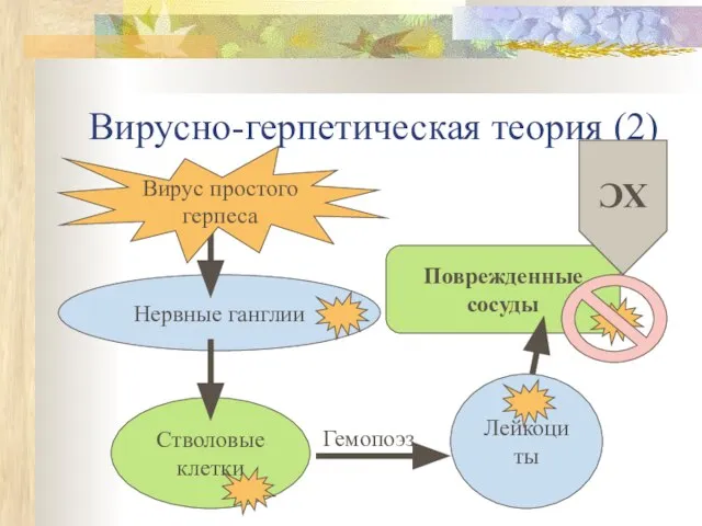 Вирусно-герпетическая теория (2) Нервные ганглии Стволовые клетки Вирус простого герпеса Поврежденные сосуды ХС Лейкоциты Гемопоэз