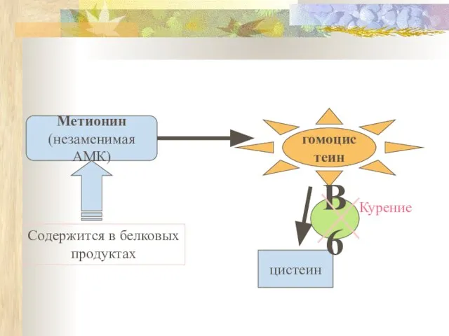 Метионин (незаменимая АМК) гомоцистеин цистеин В6 Курение Содержится в белковых продуктах
