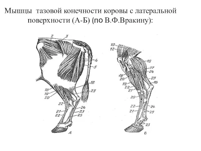 Мышцы тазовой конечности коровы с латеральной поверхности (А-Б) (по В.Ф.Вракину):