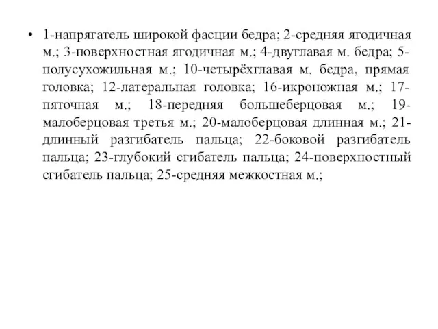 1-напрягатель широкой фасции бедра; 2-средняя ягодичная м.; 3-поверхностная ягодичная м.; 4-двуглавая