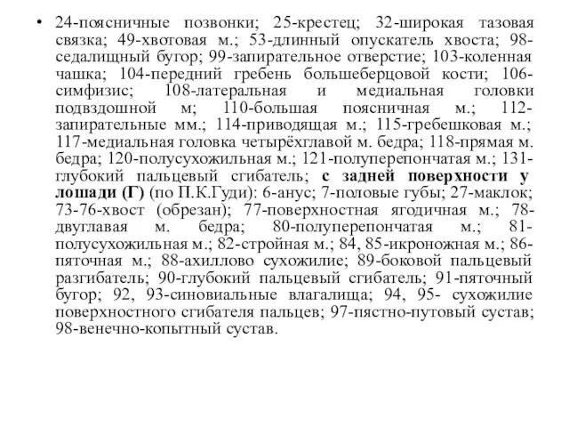 24-поясничные позвонки; 25-крестец; 32-широкая тазовая связка; 49-хвотовая м.; 53-длинный опускатель хвоста;