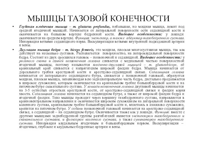 МЫШЦЫ ТАЗОВОЙ КОНЕЧНОСТИ Глубокая ягодичная мышца – m. glutaeus profundus, небольшая,