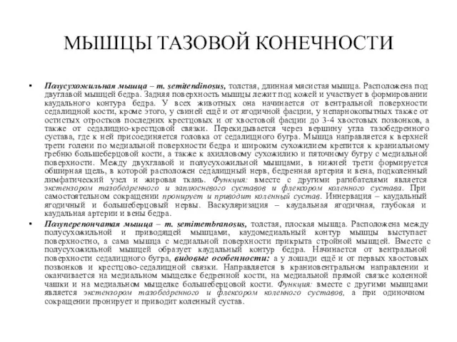 МЫШЦЫ ТАЗОВОЙ КОНЕЧНОСТИ Полусухожильная мышца – m. semitendinosus, толстая, длинная мясистая