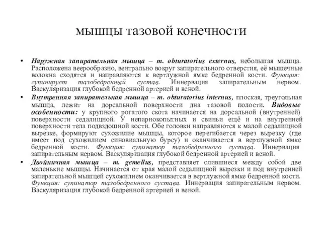 мышцы тазовой конечности Наружная запирательная мышца – m. obturatorius externus, небольшая