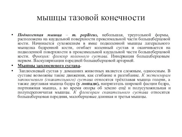 мышцы тазовой конечности Подколенная мышца – m. popliteus, небольшая, треугольной формы,