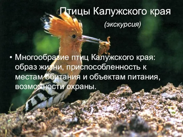 Птицы Калужского края (экскурсия) Многообразие птиц Калужского края: образ жизни, приспособленность