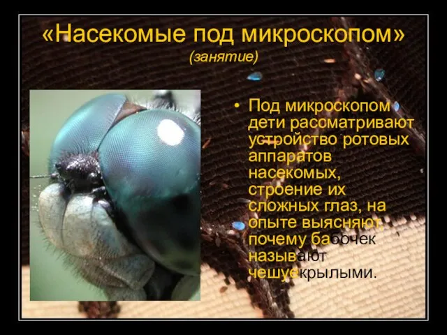 «Насекомые под микроскопом» (занятие) Под микроскопом дети рассматривают устройство ротовых аппаратов