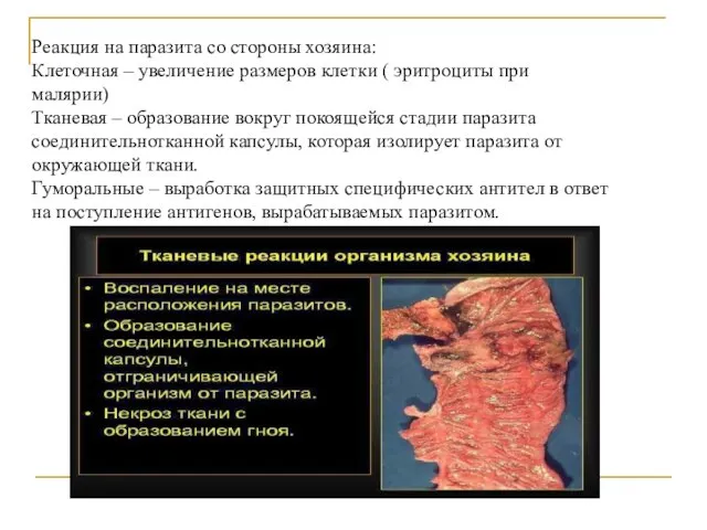 Реакция на паразита со стороны хозяина: Клеточная – увеличение размеров клетки