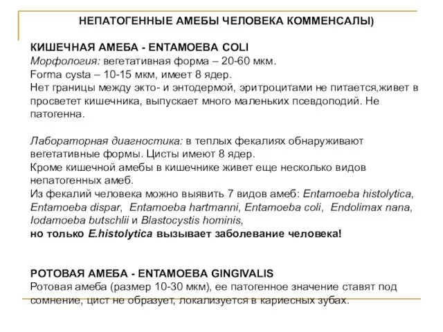 НЕПАТОГЕННЫЕ АМЕБЫ ЧЕЛОВЕКА КОММЕНСАЛЫ) КИШЕЧНАЯ АМЕБА - ENTAMOEBA COLI Морфология: вегетативная