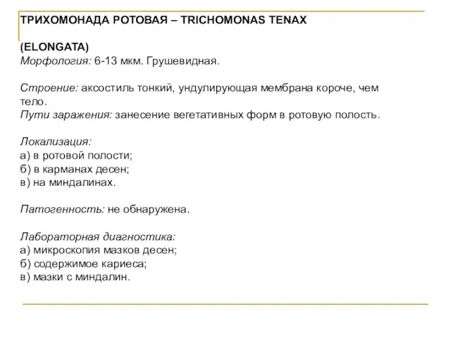 ТРИХОМОНАДА РОТОВАЯ – TRICHOMONAS TENAX (ELONGATA) Морфология: 6-13 мкм. Грушевидная. Строение: