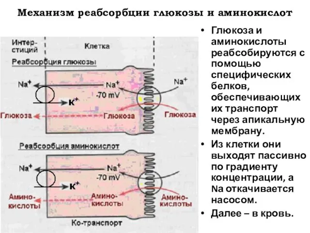 Механизм реабсорбции глюкозы и аминокислот Глюкоза и аминокислоты реабсобируются с помощью