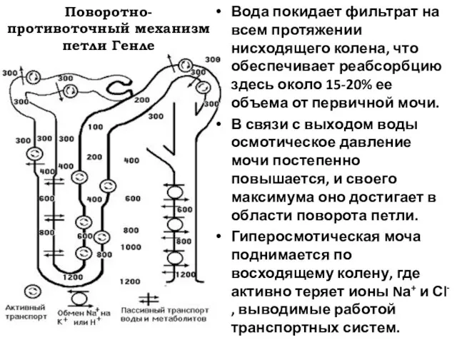 Поворотно-противоточный механизм петли Генле Вода покидает фильтрат на всем протяжении нисходящего