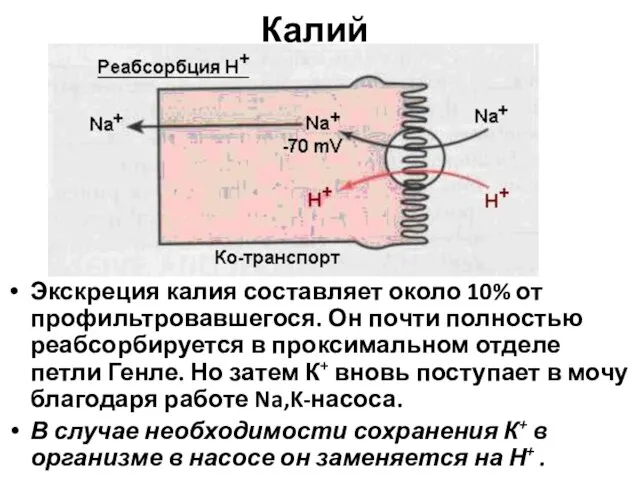 Калий Экскреция калия составляет около 10% от профильтровавшегося. Он почти полностью