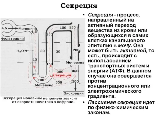 Секреция Секреция - процесс, направленный на активный переход вещества из крови