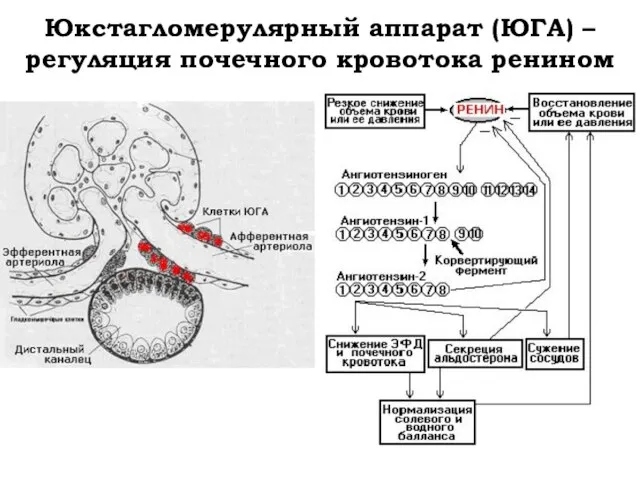 Юкстагломерулярный аппарат (ЮГА) – регуляция почечного кровотока ренином