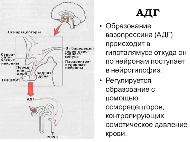 АДГ Образование вазопрессина (АДГ) происходит в гипоталямусе откуда он по нейронам