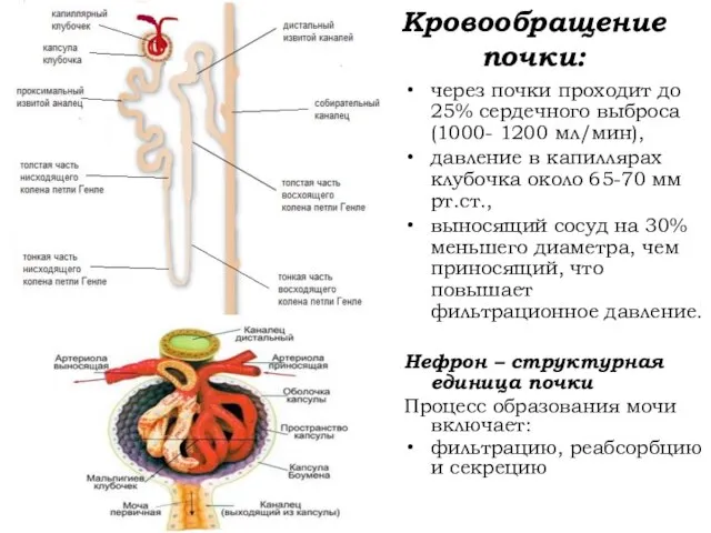 Кровообращение почки: через почки проходит до 25% сердечного выброса (1000- 1200