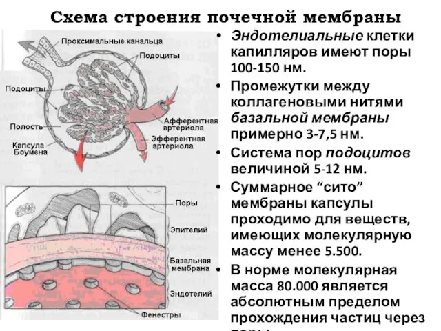 Схема строения почечной мембраны Эндотелиальные клетки капилляров имеют поры 100-150 нм.