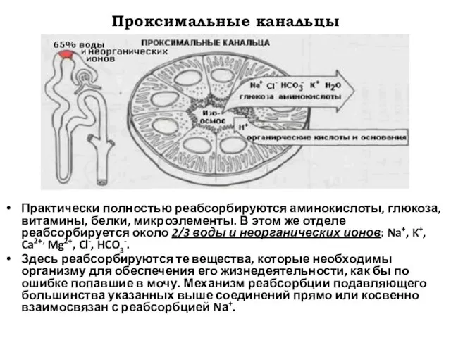 Проксимальные канальцы Практически полностью реабсорбируются аминокислоты, глюкоза, витамины, белки, микроэлементы. В