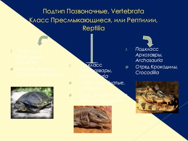 Подтип Позвоночные, Vertebrata Класс Пресмыкающиеся, или Рептилии, Reptilia Подкласс Анапсидные, Anapsida