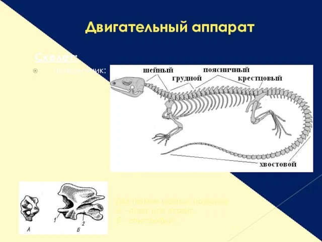 Двигательный аппарат Скелет: позвоночник: Два первых шейных позвонка: А - атлас или атлант, Б - эпистрофей