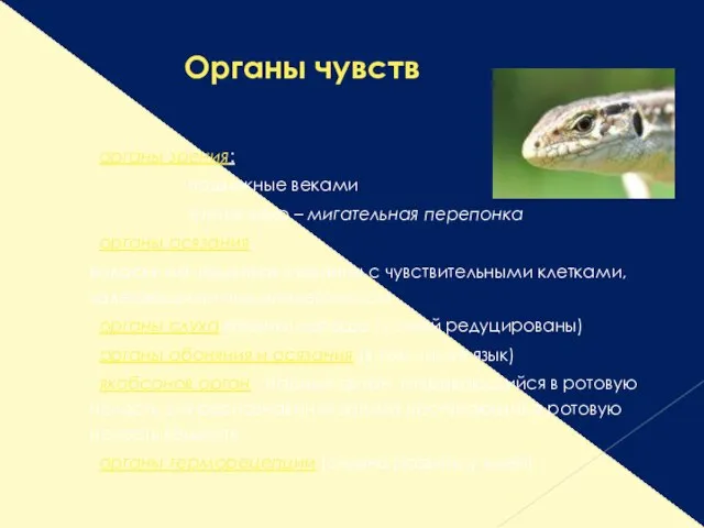 Органы чувств органы зрения: - подвижные веками - третье веко –