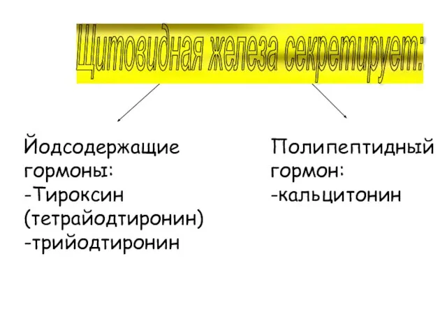 Йодсодержащие гормоны: -Тироксин (тетрайодтиронин)‏ -трийодтиронин Полипептидный гормон: -кальцитонин Щитовидная железа секретирует: