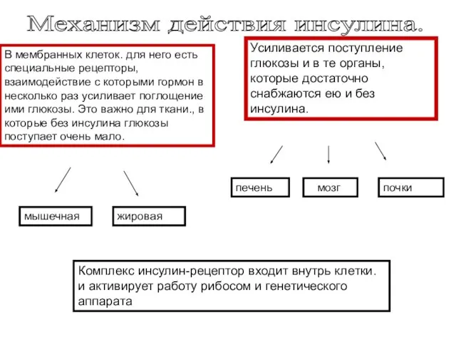 Механизм действия инсулина. мышечная жировая Усиливается поступление глюкозы и в те