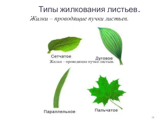 Типы жилкования листьев. Жилки – проводящие пучки листьев. Жилки – проводящие пучки листьев.