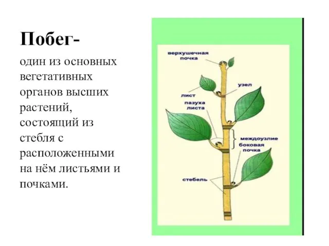 Побег- один из основных вегетативных органов высших растений, состоящий из стебля